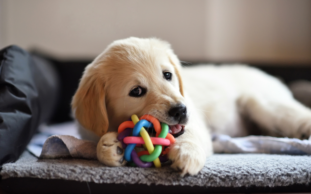 Choosing the Right Chew Toy: Matching the Best Options to Your Dog’s Breed and Habits