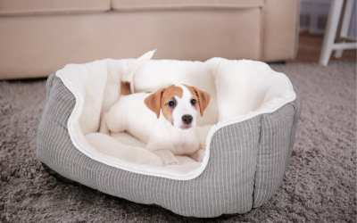 Setting Up the Perfect Sleeping Area for Your Pet: Beds, Blankets, and More