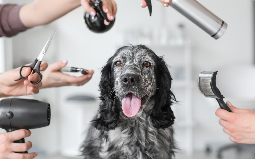 How to Pick the Best Grooming Tools for Your Pet’s Fur and Skin Needs