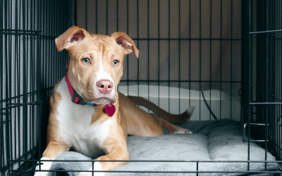 Crate Training vs. Free Roaming: Which is Best for Your Pet?