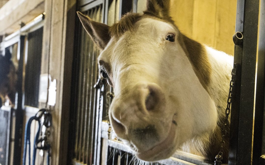 Run for the Roses: A Deep Dive into the Kentucky Derby
